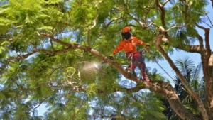 Affordable Arboriculture Services